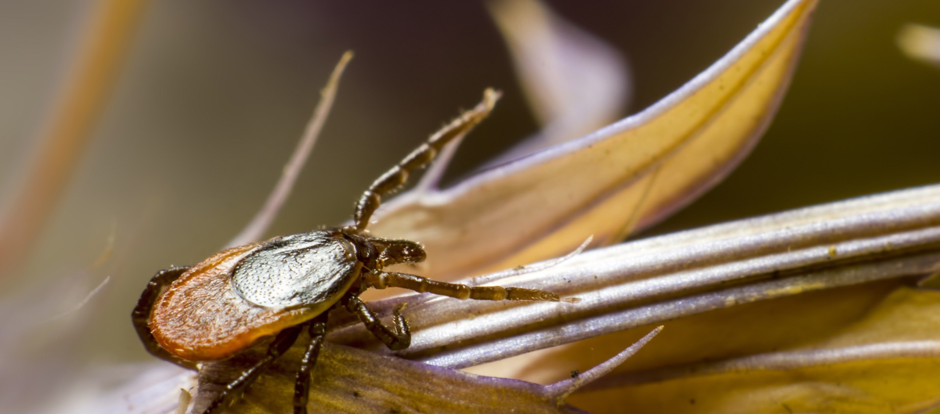 Wasp Removal